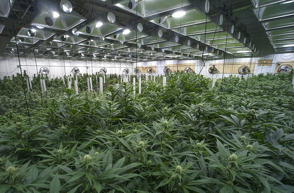 Large marijuana grow operation