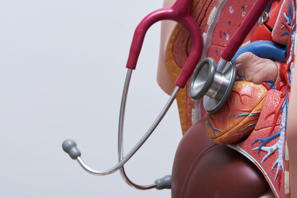 Stethoscope on plastic model of human heart