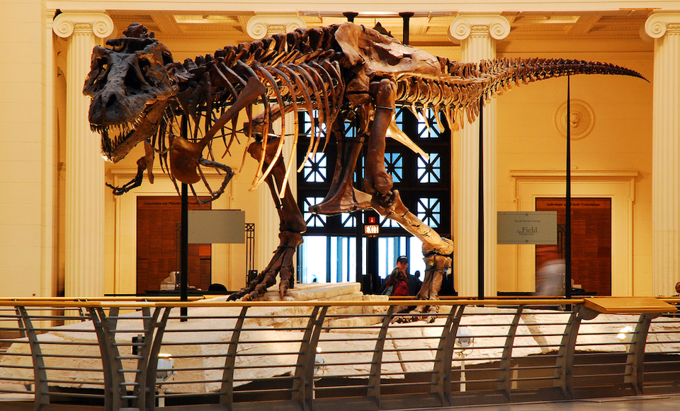 Sue the T-rex pictured at the Chicago Field Museum