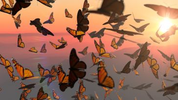 A swarm of butterflies fly in the sunset.